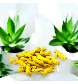 Curcuma Raiz  50gr